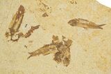 Fossil Fish (Knightia) Mortality Plate - Wyoming #327752-1
